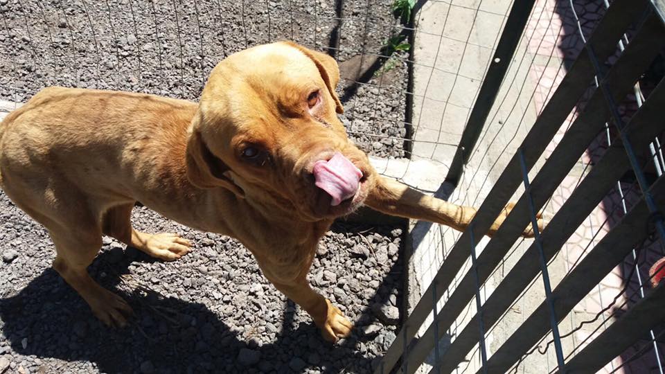 Mercoledì, cucciola di dogue de bordeaux, cerca casa